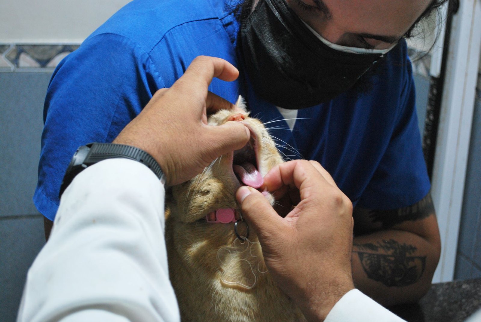 Dentisterie
