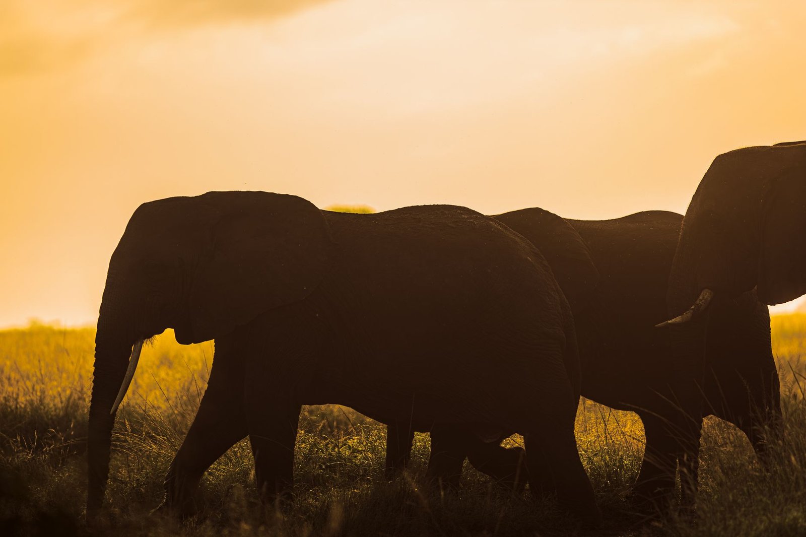 Safaris & Afrique